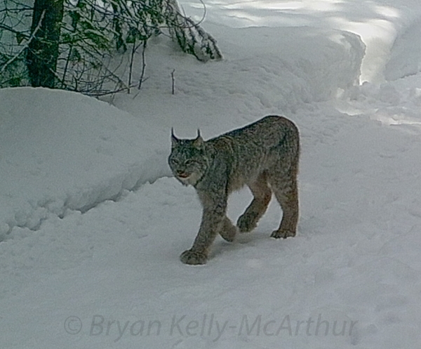 Photo of Lynx canadensis by Bryan Kelly-McArthur